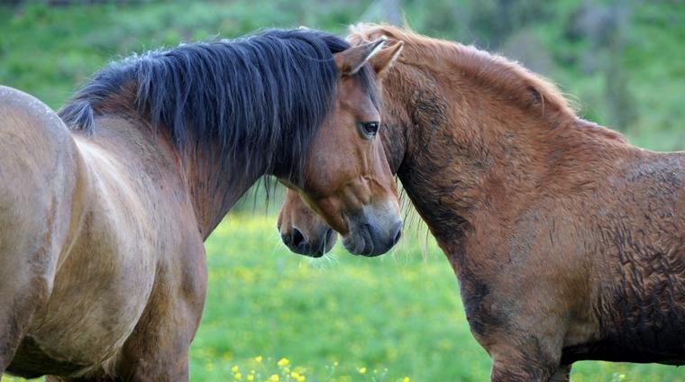 Bild på två hästar som står emot varandra.